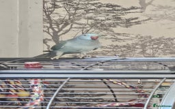 Ringnecks birds for sale: Rindian ring neck for sale  - Image 2