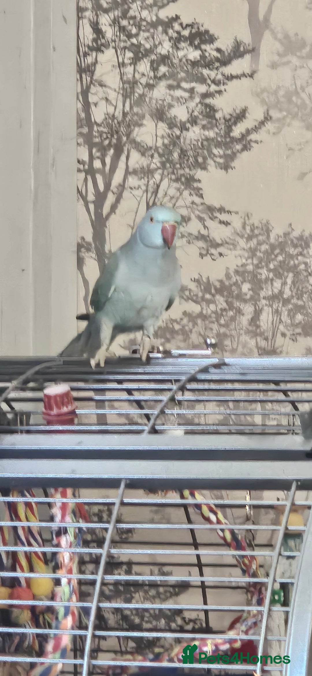 Ringnecks birds for sale: Rindian ring neck for sale  - Image 2