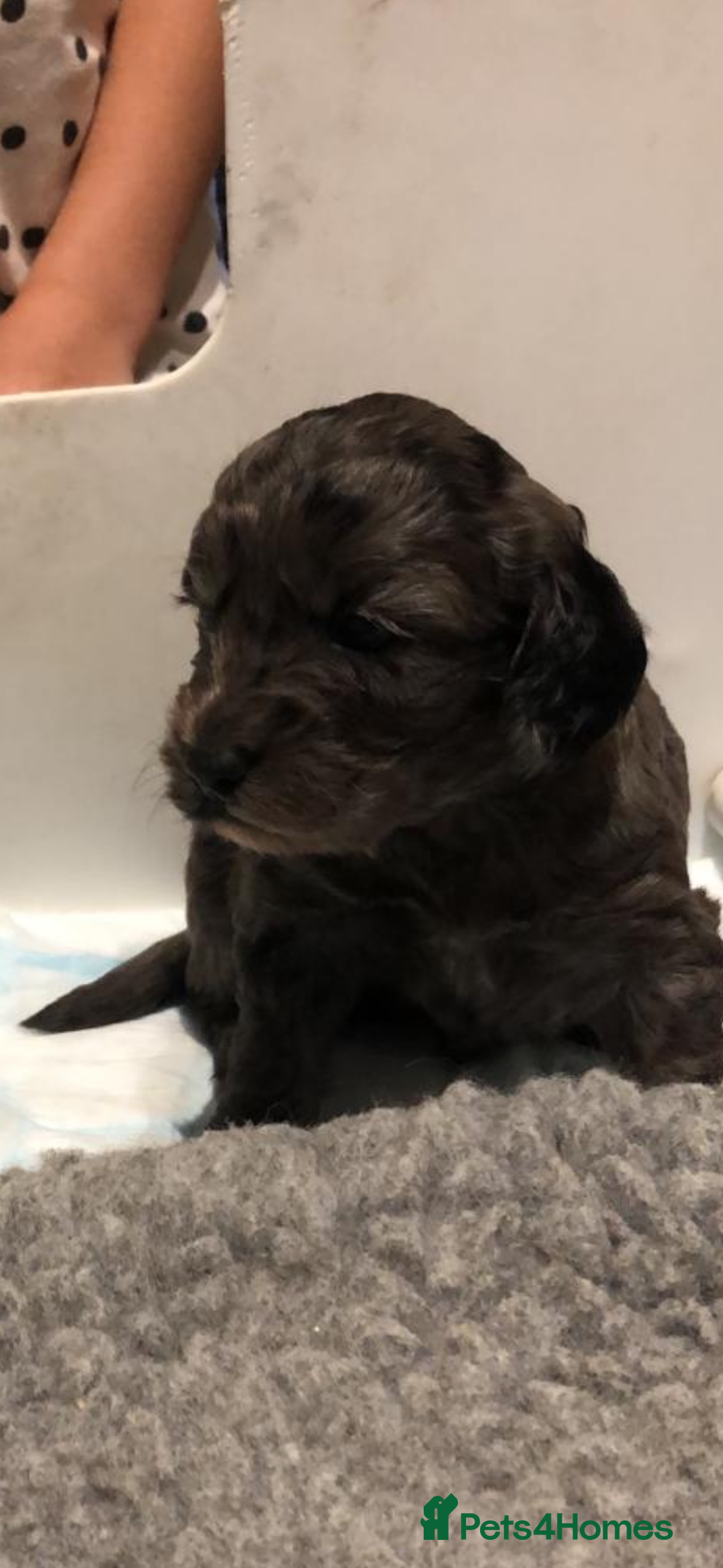 Cockapoo dogs for sale: Adorable Merle Cockapoo Puppies - Image 7