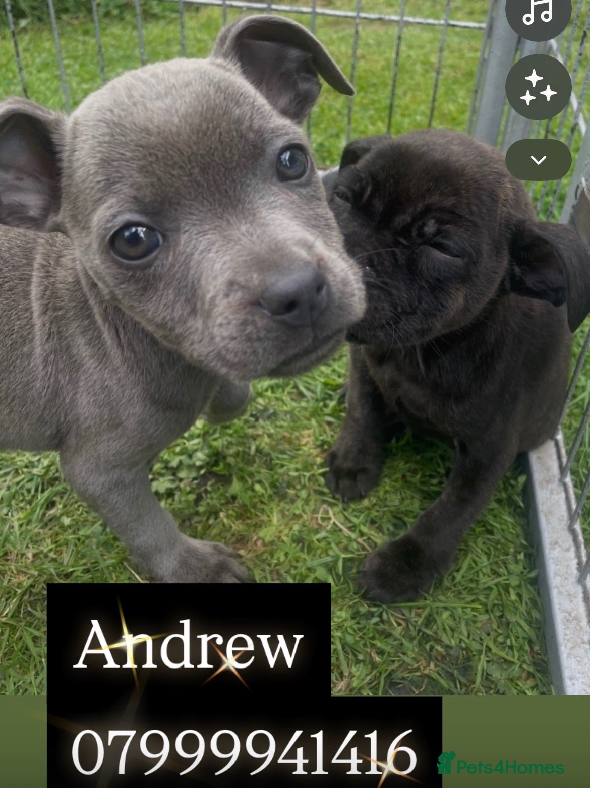 Staffordshire Bull Terrier dogs Black Eye SBT Blue staff female  - Advert 2