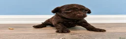 Toy Poodle dogs for sale: Beautiful Toy Poodle Puppies  - Advert 4