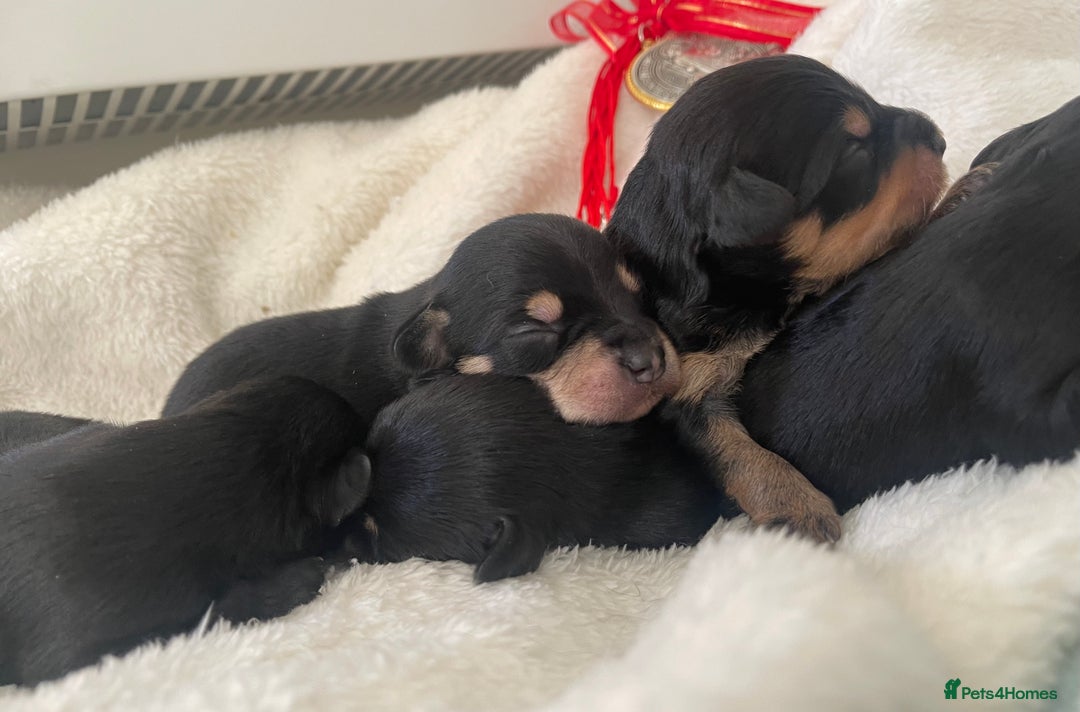 Jackapoo dogs for sale: Quality Jackapoo/ Jack Russel Puppies for sale 💌 - Advert 16