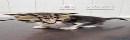 American Shorthair cats for sale: 🐾 6 BEAUTIFUL AMERICAN SHORTHAIR KITTENS 🐾 - Advert 11