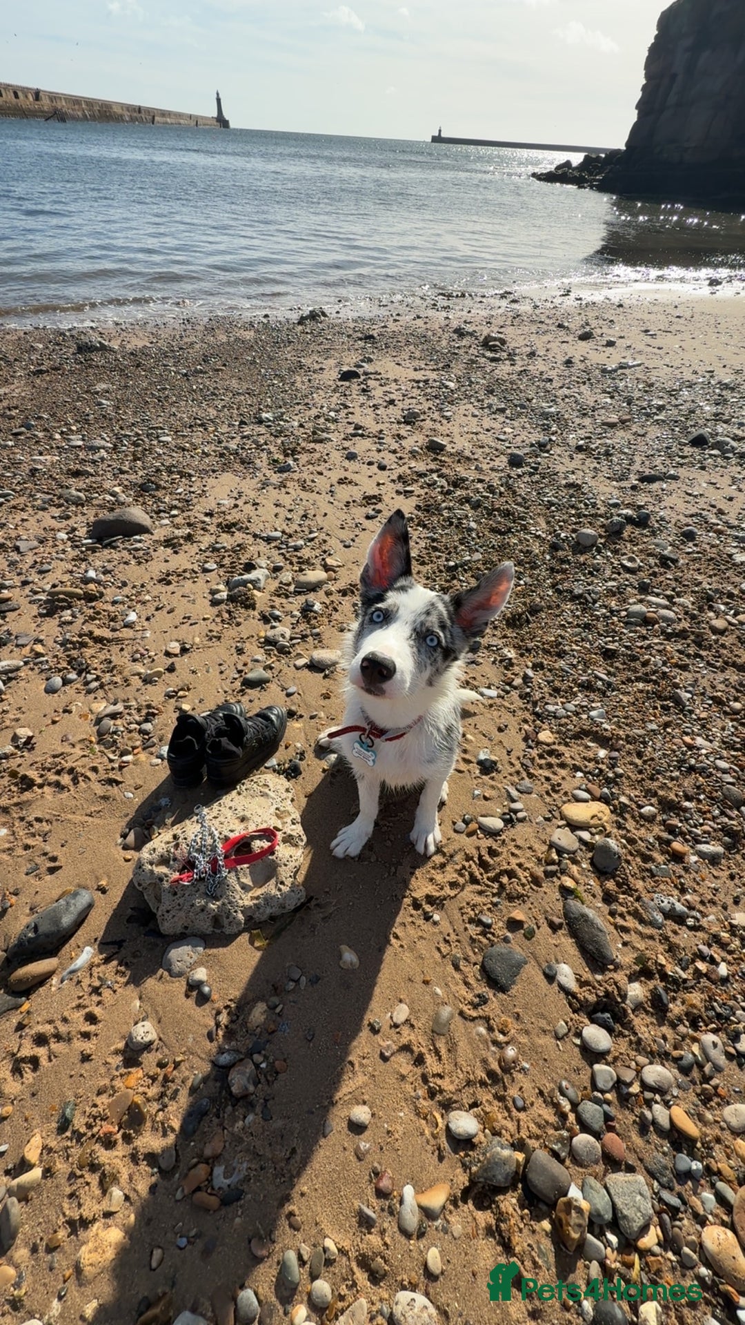 Mixed Breed dogs for sale: Blue  - Image 11