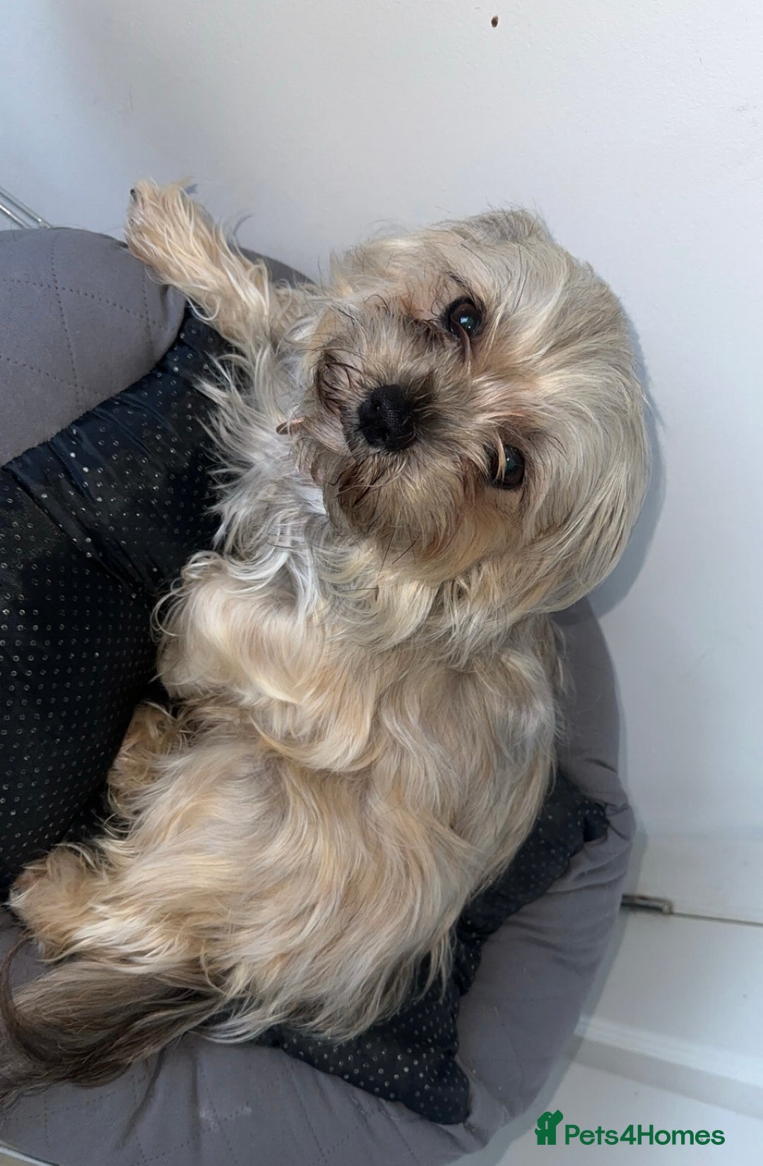 Yorkiepoo dogs for sale: Yorkiepoo - Image 4