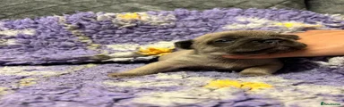 French Bulldog Puppy 1