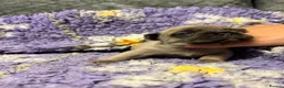 French Bulldog dogs for sale: 3 quality French bulldog girls ready to leave - Advert 20