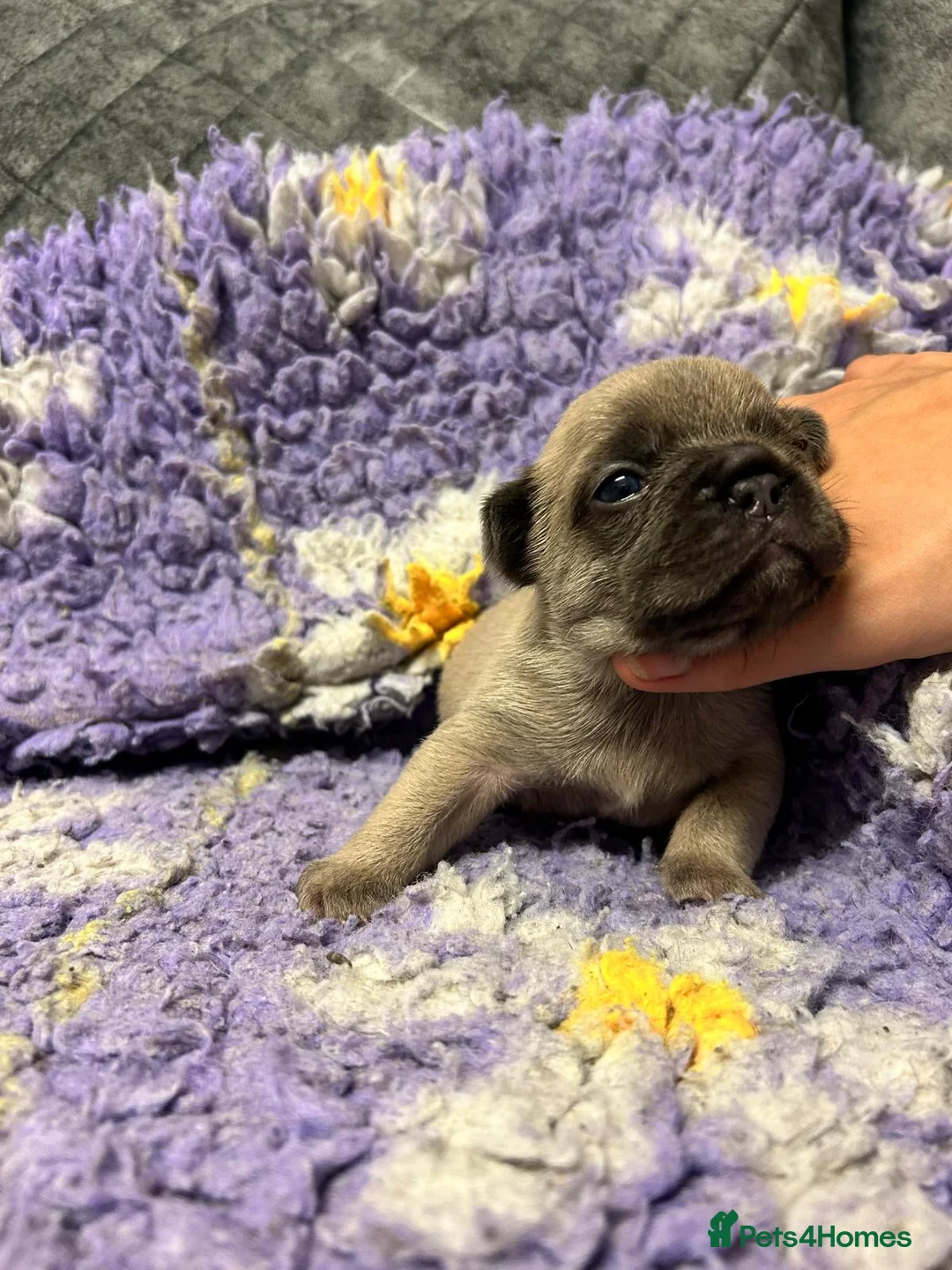 French Bulldog dogs for sale: 3 quality French bulldog girls ready to leave - Advert 20