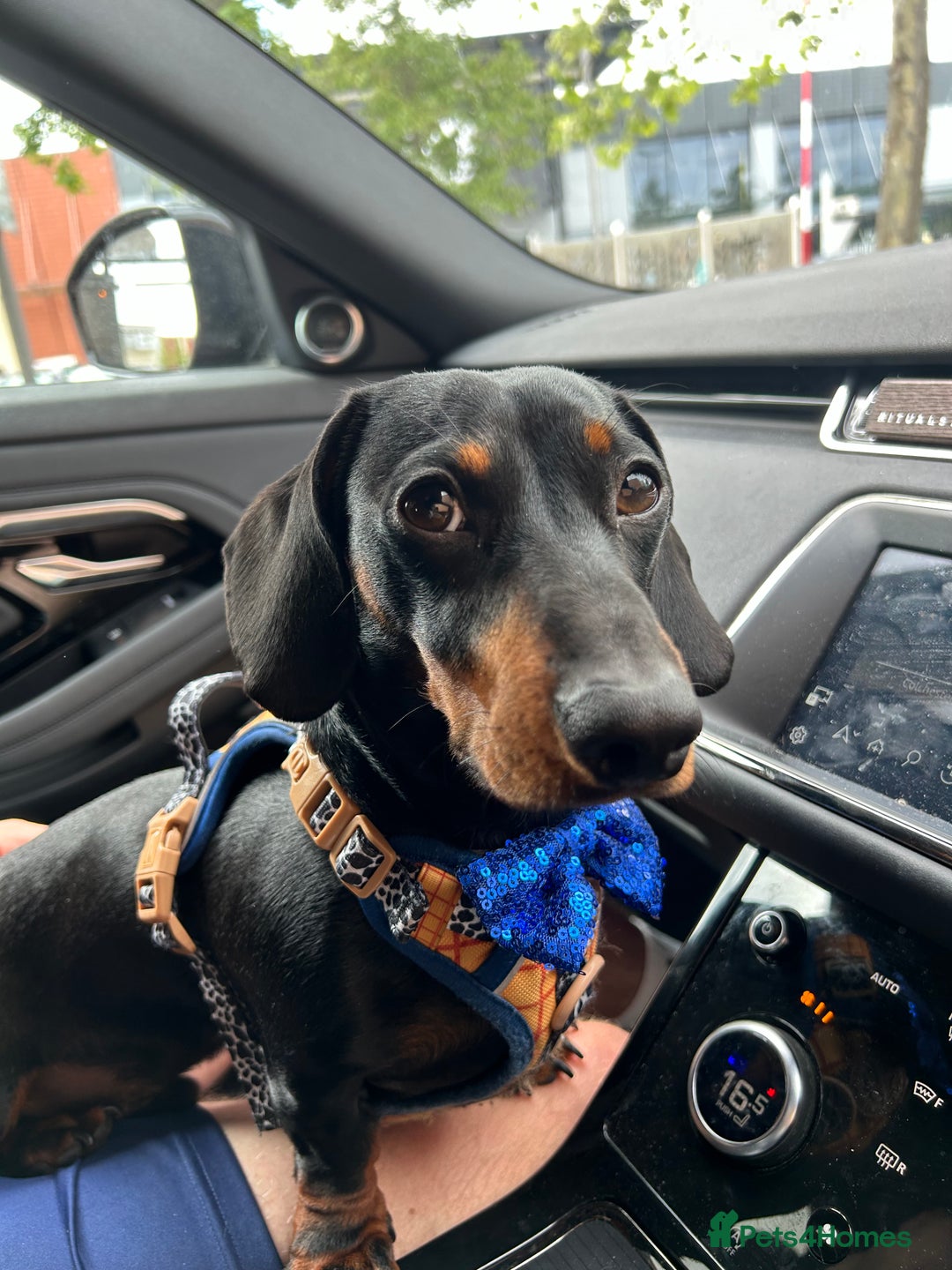 Dachshund dogs for sale: Black and Tan dachshund  - Image 2