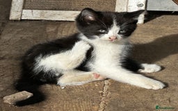 Mixed Breed cats for sale: Beautiful kittens various colours  - Image 5