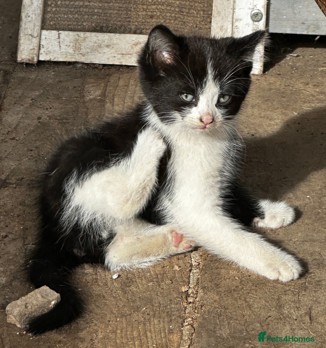 Mixed Breed cats for sale: Beautiful kittens various colours  - Image 5