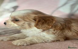 Cavapoo dogs for sale: Stunning Cavapoo puppies from family home  - Advert 20