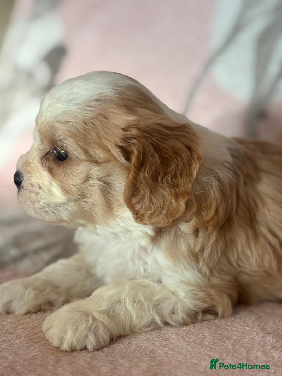 Cavapoo dogs for sale: Stunning Cavapoo puppies from family home  - Advert 20
