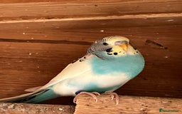 Budgerigars birds for sale: Aviary bred budgies for sale . - Image 13