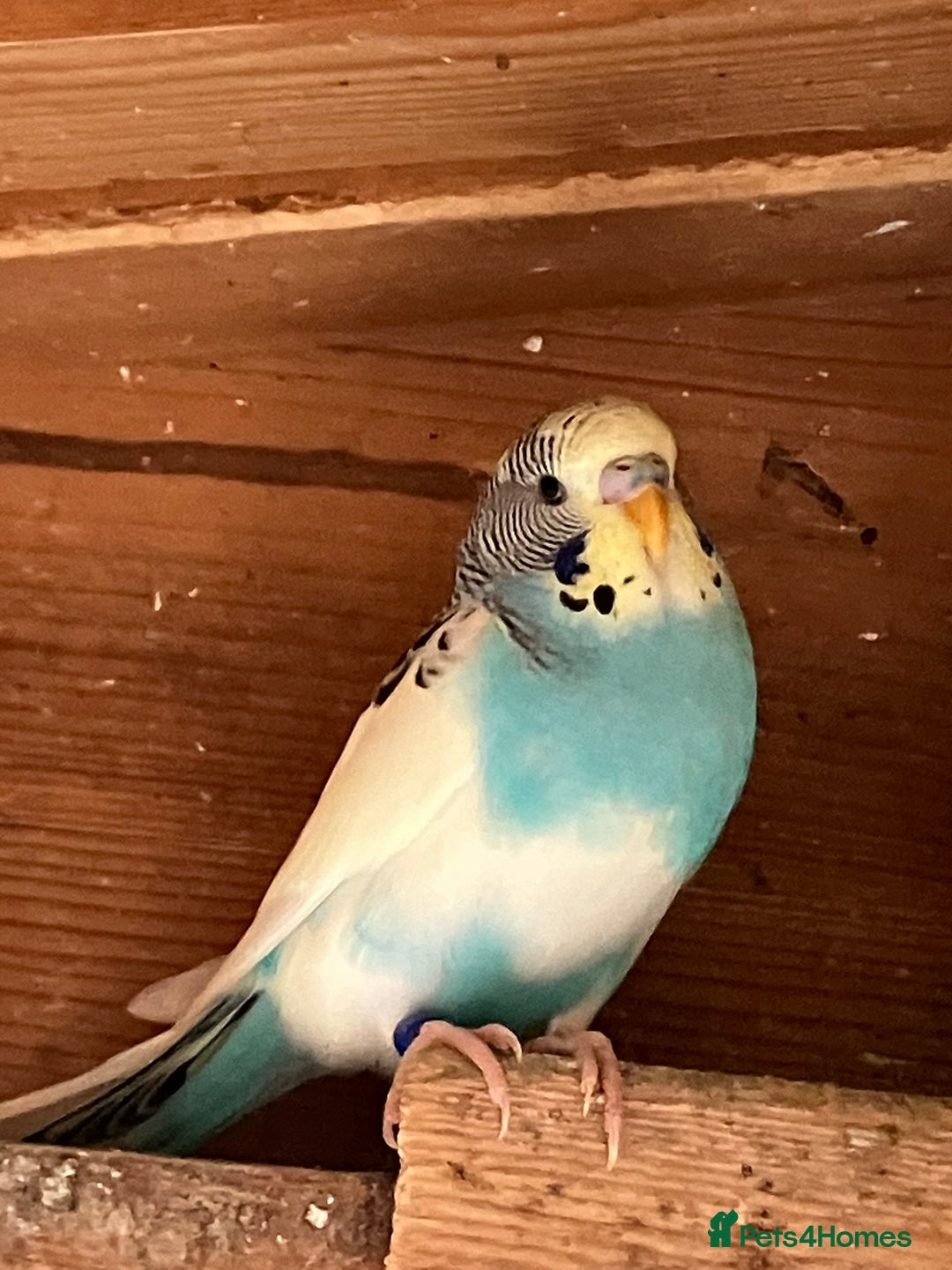 Budgerigars birds for sale: Aviary bred budgies for sale . - Image 13