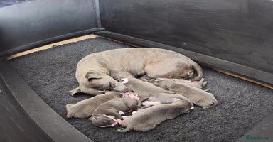 Staffordshire Bull Terrier dogs - Advert 3