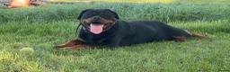 Rottweiler dogs for sale: 1 year old Rottweiler bitch  - Advert 3