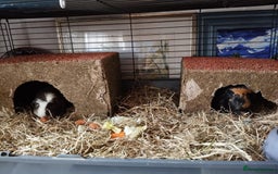 Guinea Pig rodents for sale: 2 female guinea pigs for sale - Advert 2