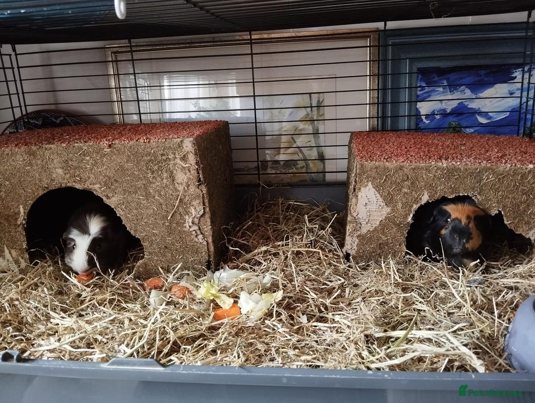 Guinea Pig rodents for sale: 2 female guinea pigs for sale - Advert 2