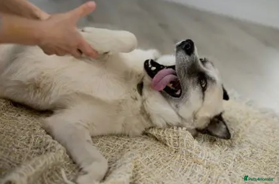 Shepsky dogs for sale: 🏡 ADOPT BINGO HUSKY X ✨ MAKE A MIRACLE HAPPEN - Advert 4