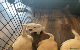 Labrador Retriever dogs for sale: Pedigree labradors  - Image 7