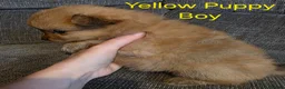 Pomeranian dogs for sale: 3 Beautiful pomeranian puppies for sale - Advert 7