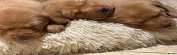 Labrador Retriever dogs for sale: Fox Red Labrador pups - Advert 5