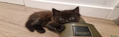 Mixed Breed Kitten 3