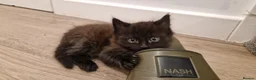 Mixed Breed cats for sale: Kittens for sale - Advert 5