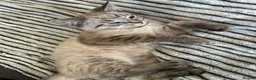 Mixed Breed cats for sale: Blue x Siberian Two Boy kittys - Advert 9
