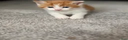 Mixed Breed cats for sale:     Healthy Playful Kittens - Advert 19