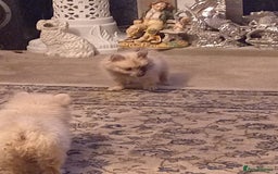 Pomeranian dogs for sale: Butiful Pomeranians - Advert 2