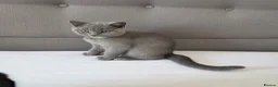 British Shorthair cats for sale: Beautiful British Shorthair Kittens for LovingHome - Advert 15