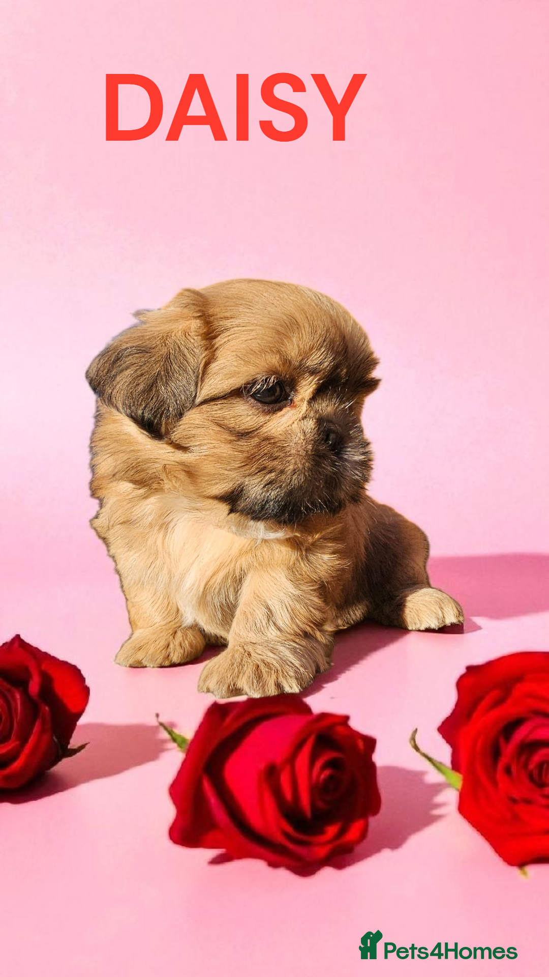Shih Tzu dogs for sale: 💕🐶💕 STUNNING SHIH TZU 💕🐶💕 - Image 15