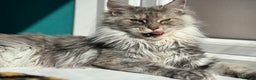 Maine Coon cats for sale: Registered pedigree maine coon for sale - Advert 24