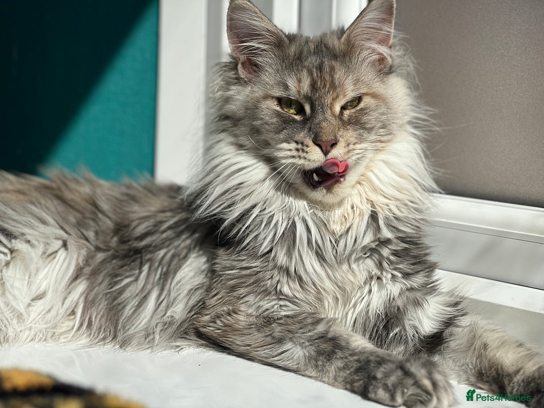 Maine Coon cats for sale: Registered pedigree maine coon for sale - Advert 24