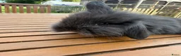 Mini Lion Lop rabbits for sale: 4 baby mini lion lop bunnies - Advert 20