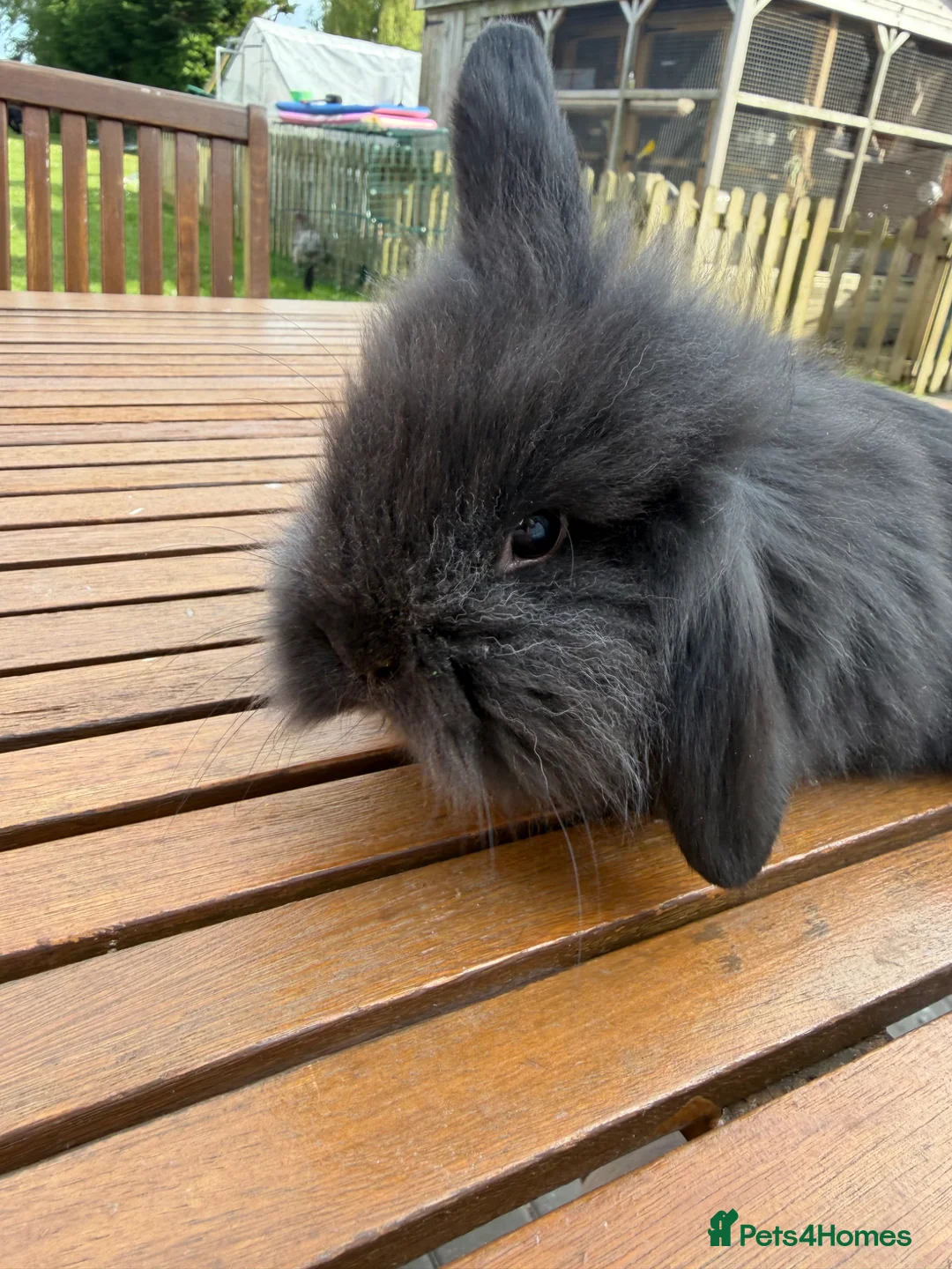 Mini Lion Lop rabbits for sale: 4 baby mini lion lop bunnies - Advert 20