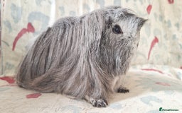 Guinea Pig rodents for sale: BABY GUINEA PIGS AVAILABLE HEREFORDSHIRE  - Image 6