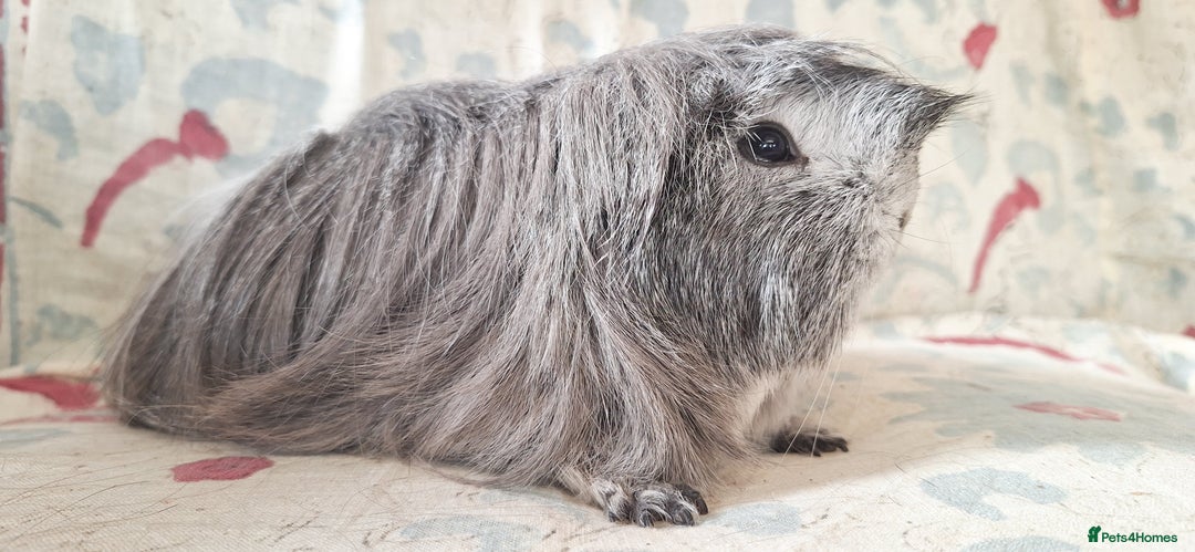 Guinea Pig rodents for sale: BABY GUINEA PIGS AVAILABLE HEREFORDSHIRE  - Image 6