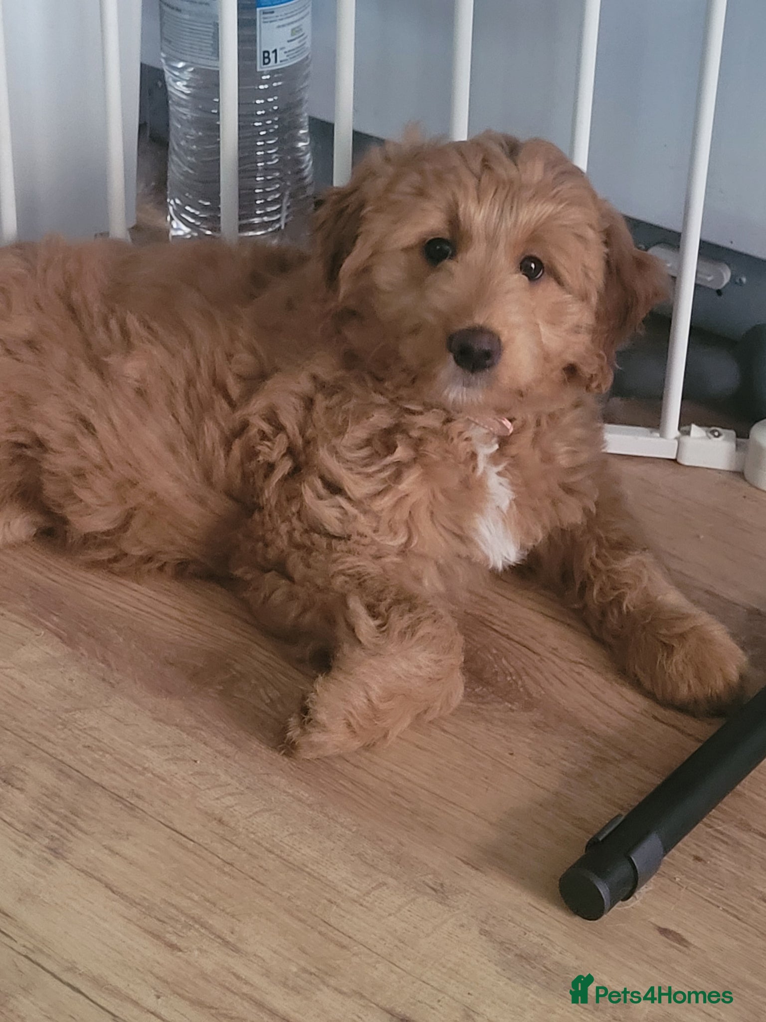 Mini Goldendoodle dogs Pretty Goldendoodle female f1  - Advert 2