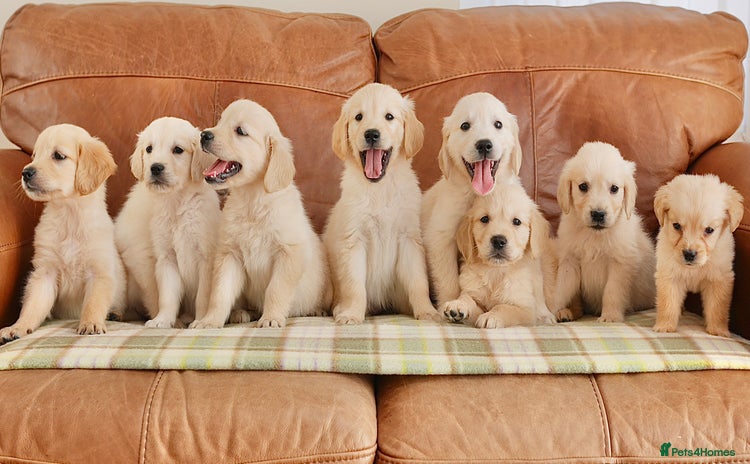 Golden Retriever dogs - Advert 1