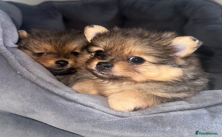 Pomeranian dogs - Advert 14