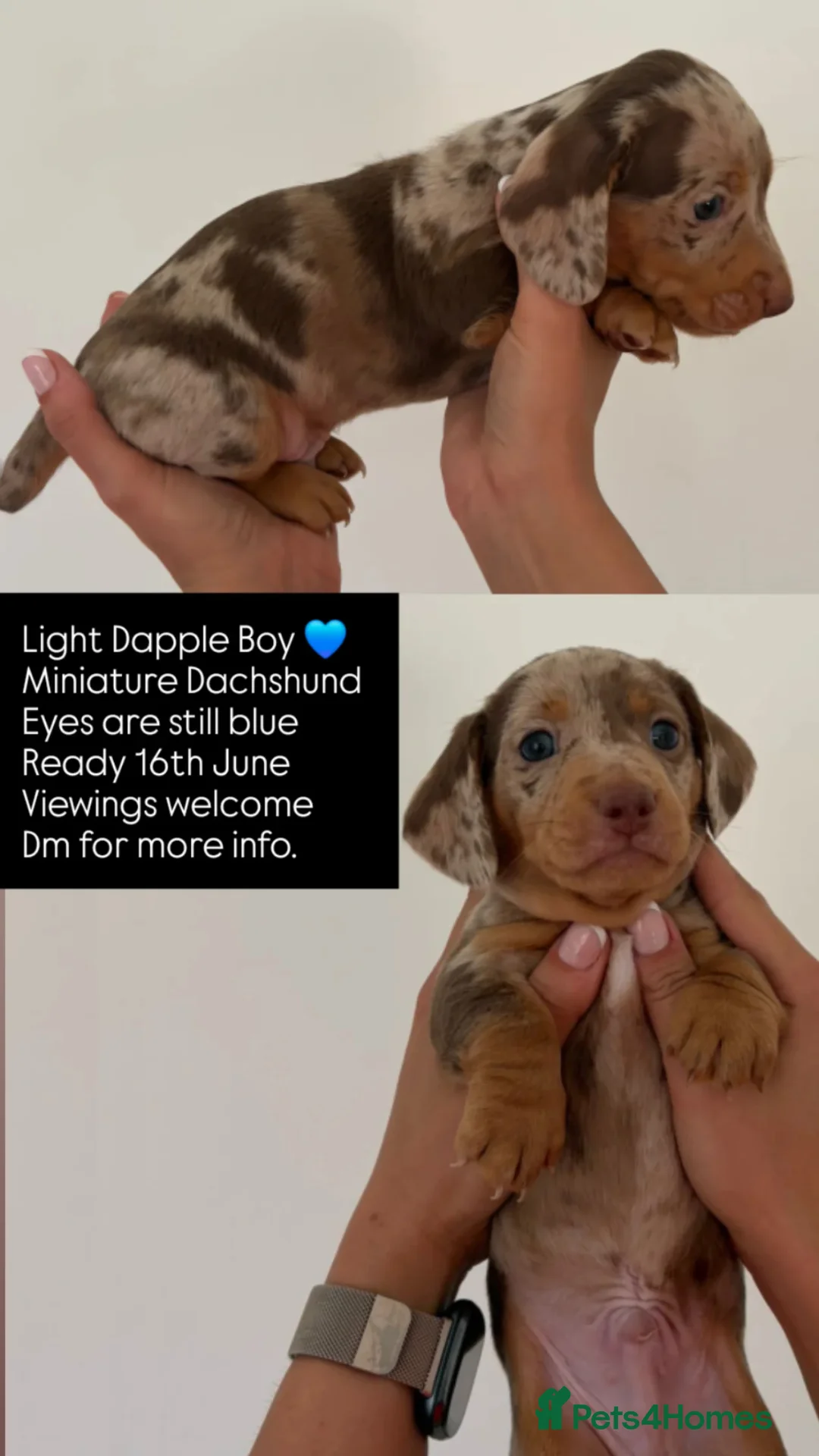 Miniature Dachshund dogs for sale: Adorable Miniature Dachshund Pups. in Deal - Advert 2