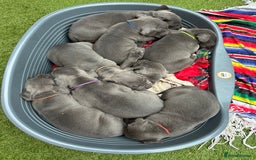 Cane Corso dogs for sale: Elite Champion Bloodline Cane Corso puppies - Image 8