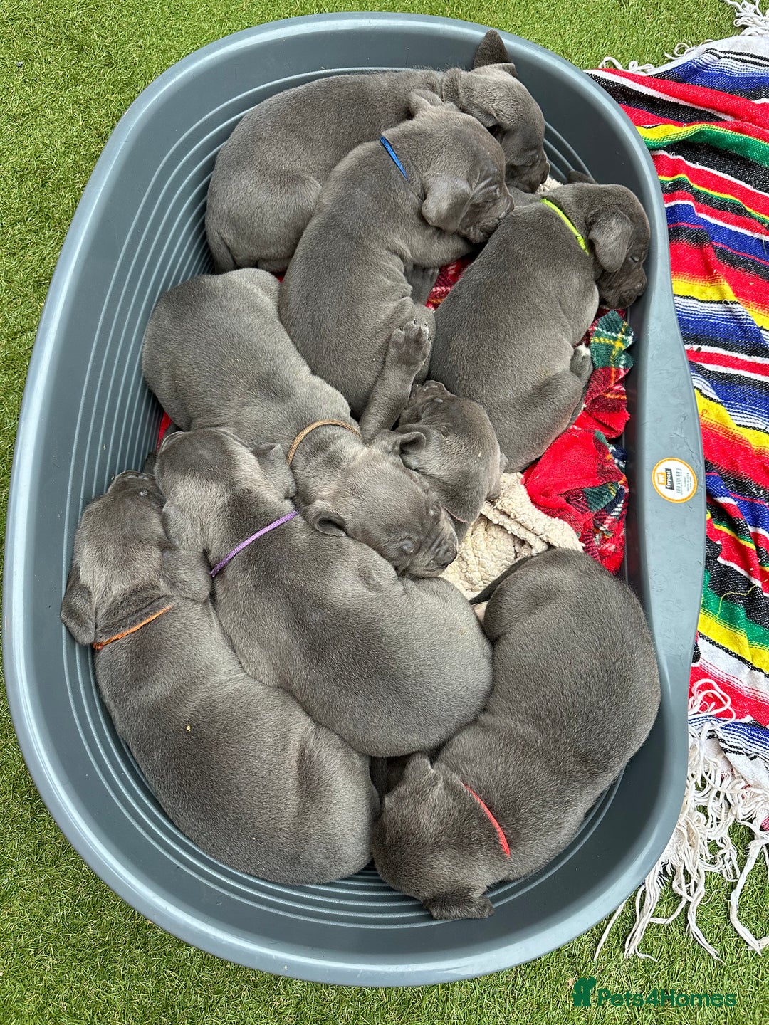 Cane Corso dogs for sale: Elite Champion Bloodline Cane Corso puppies - Image 8