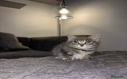 Bengal cats for sale: Four beautiful baby girl kittens  - Image 13