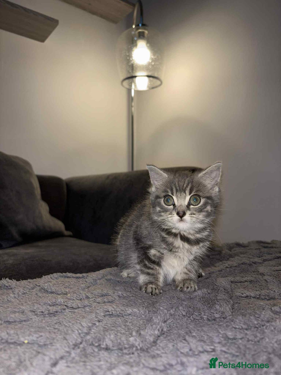 Bengal cats for sale: Four beautiful baby girl kittens  - Image 13