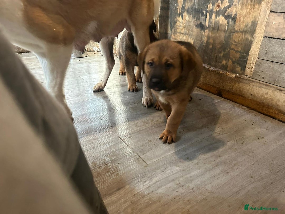 Mixed Breed dogs for sale: 2 akita x rottweiler pups  - Image 9