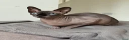 Sphynx cats for sale: Sphynx kittens__😻 - Advert 4